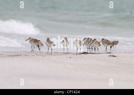 Willets, Tringa semipalmata, sulla spiaggia e nel surf della costa occidentale del Golfo del Messico, a Fort De Soto, Florida, Stati Uniti d'America Foto Stock