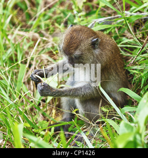 Divertente scimmia macaco seduto e mangiare erba Foto Stock