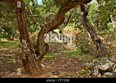 Alberi di mastice (Pistacia lentiscus) vicino al villaggio di Pyrgi, isola di Chios, nord-est Egeo, Grecia. Foto Stock