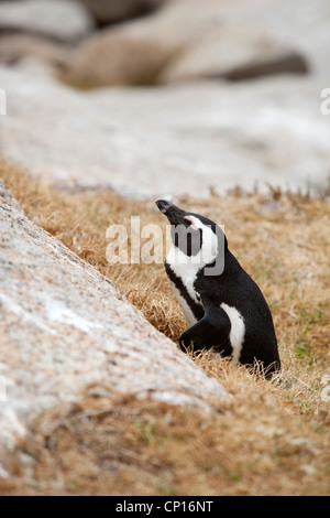 Un pinguino dormire in erba, sulle rocce a Boulders Beach, Simon's Town, Sud Africa. Foto Stock