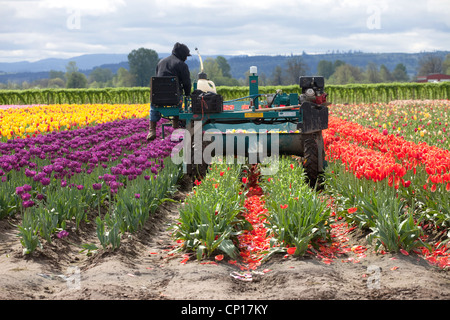 La raccolta di tulipani in una fattoria, Bosco WA. Foto Stock