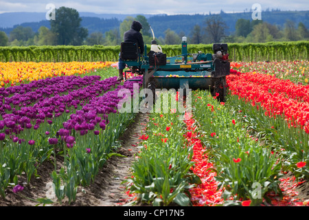 La raccolta di tulipani in una fattoria, Bosco WA. Foto Stock