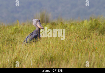 Shoebill Stork (Balanaeceps rex) a Mabamba palude, Uganda Foto Stock