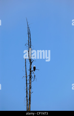 Aquila calva (Haliaeetus leucocephalus) adulto oziare in dead intoppo, Yellowstone NP, Wyoming USA Foto Stock