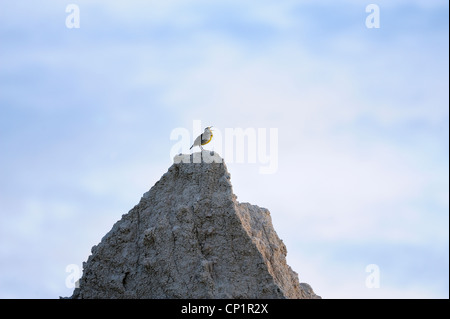 Western meadowlark (Sturnella neglecta), Badlands NP, Dakota del Sud, STATI UNITI D'AMERICA Foto Stock