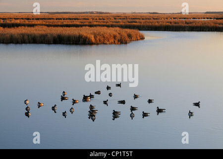 Canada goose (Branta canadensis) oziare in Oak Marsh amaca all'alba, Stonewall, Manitoba, Canada Foto Stock