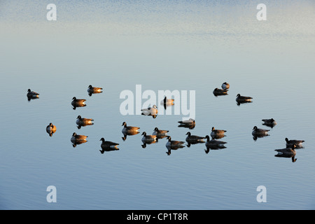 Canada goose (Branta canadensis) oziare in Oak Marsh amaca all'alba, Stonewall, Manitoba, Canada Foto Stock