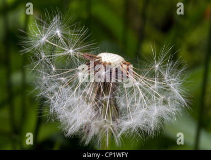 Delicato puffball di tarassaco con semi metà andato contro uno sfondo verde Foto Stock