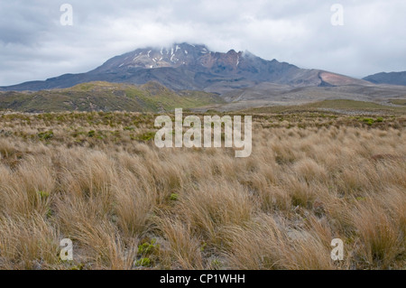 Il Monte Ruapehu in Togariro National Park, Nuova Zelanda, con red tussock grass rendendo un attraente in primo piano Foto Stock