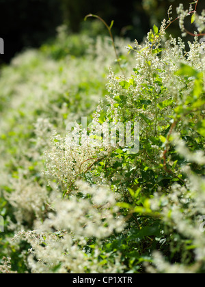 La Chaise, Dordogne, Francia Foto Stock