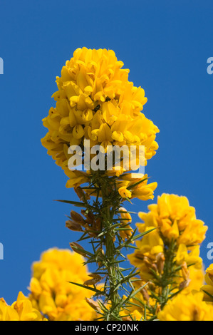 Ginestre in fiore contro un cielo blu chiaro. Foto Stock