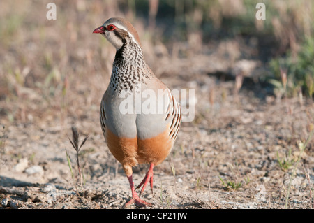 Pernici rosse (Alectoris rufa) nella steppa di cereali, Spagna. Foto Stock