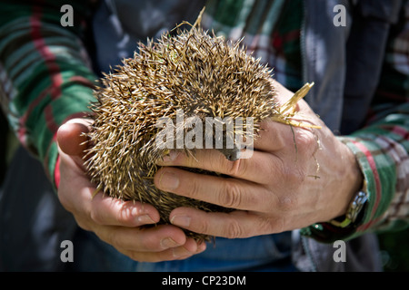 Svizzera Canton Ticino Maggia, Hedgehog Centro di recupero Foto Stock