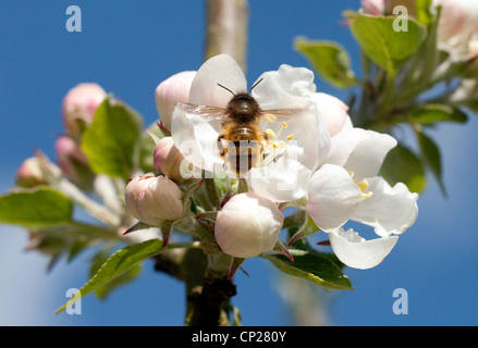 Il miele delle api (Apis mellifera) volando verso apple blossom, REGNO UNITO Foto Stock
