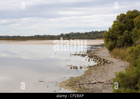 Linea di riva del lago Joondalup, Perth. Australia occidentale Foto Stock