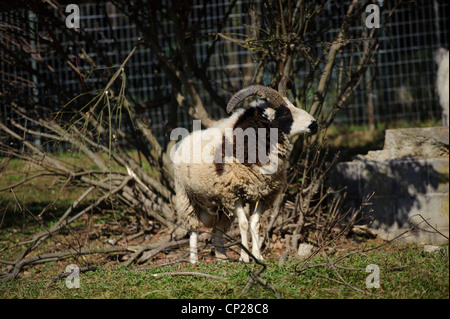 JACOBS pecore in pascolo Foto Stock