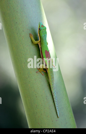 Giorno rivestito geco Phelsuma lineata, Gekkonidae, Squamati, Reptilia. Andasibe Riserva, Madagascar, Africa. Foto Stock