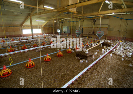 All'interno di un capannone di pollo Foto Stock