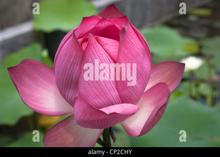 Fiore di loto, Vietnam Foto Stock