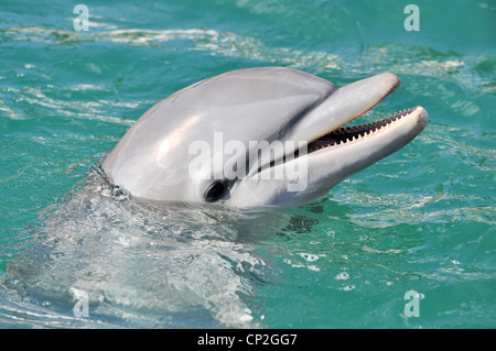 Dolphin sorridendo vicino fino in acqua Foto Stock