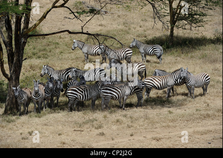 Le pianure zebra - Burchell's zebra (Equus quagga - ex Equus burchellii boehmi) allevamento in appoggio nelle ombre di alberi in Kenya Foto Stock
