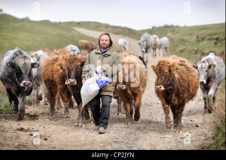 Un allevatore di bestiame che porta un sacco di alimentazione è seguita dal suo stock Wales, Regno Unito Foto Stock