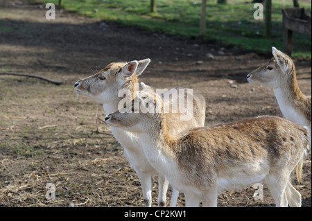 Daini al bianco post farm nottinghamshire England Regno Unito Foto Stock