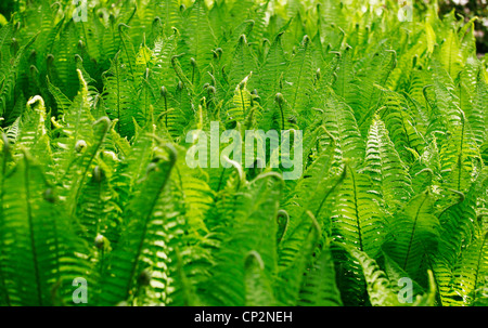 Felce sensibili, Onclea sensibilis, in primavera nella foresta Foto Stock