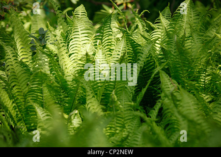 Felce sensibili, Onclea sensibilis, in primavera nella foresta Foto Stock