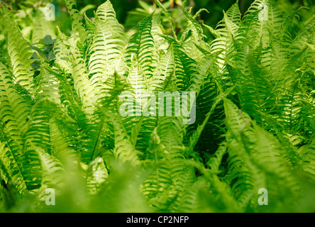 Felce sensibili, Onclea sensibilis, in primavera nella foresta Foto Stock