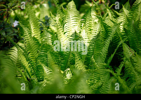 Felce sensibili, Onclea sensibilis, in primavera nella foresta Foto Stock