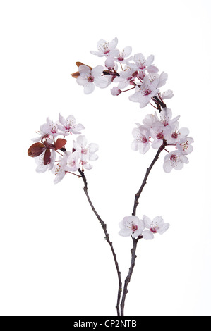 Dettaglio di ciliegio selvatico plumb blossom fioritura in marzo l'inizio di primavera tempo contro un bianco caduta indietro Foto Stock