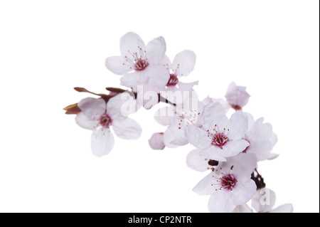 Dettaglio di ciliegio selvatico plumb blossom fioritura in marzo l'inizio di primavera tempo contro un bianco caduta indietro Foto Stock