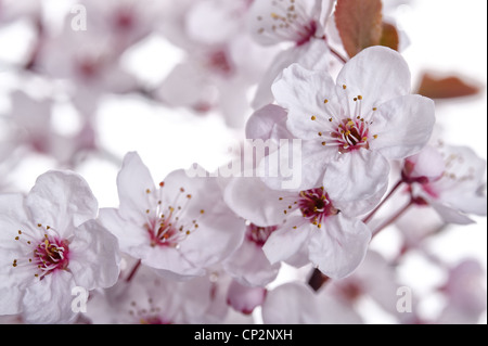 Dettaglio di ciliegio selvatico plumb blossom fioritura in marzo l'inizio di primavera tempo contro un bianco caduta indietro Foto Stock