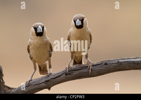 Due socievole weaver uccelli appollaiato a fianco a fianco su un ramo Foto Stock