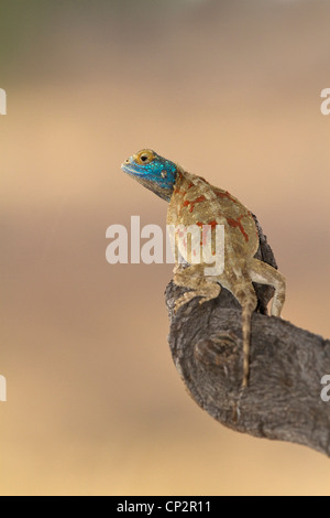 Massa maschio AGAMA SA (AGAMA SA aculeata) in colori di allevamento appollaiato su un ramo Foto Stock