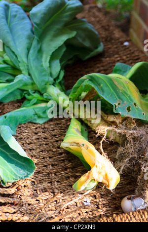 Sradicati brassica impianto su di un cesto in vimini Foto Stock