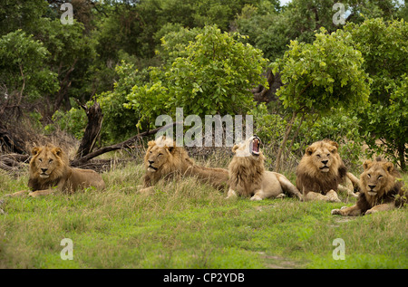 Gruppo di leoni maschio (Panthera leo) di appoggio Foto Stock