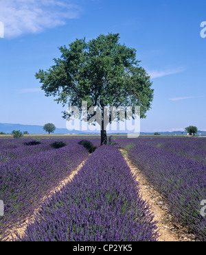 Campo di lavanda, Provenza, sud della Francia Foto Stock