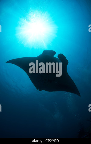 Manta Ray vicino a South Ari Atoll, Maldive (Manta birostris) Foto Stock