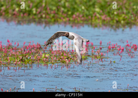 Testa nera gabbiano (Chroicocephalus ridibundus) in volo su acqua e Smart fiori di erbaccia, (Polygonum amphibium) Foto Stock