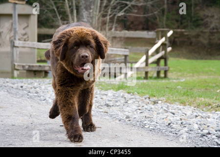 Esecuzione di cucciolo di terranova Foto Stock