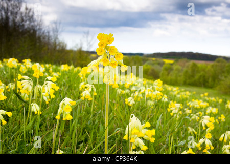 Cowslips (primula veris) tappeto un campo in Poulter Country Park & Riserva Naturale, Derbyshire, Regno Unito Foto Stock