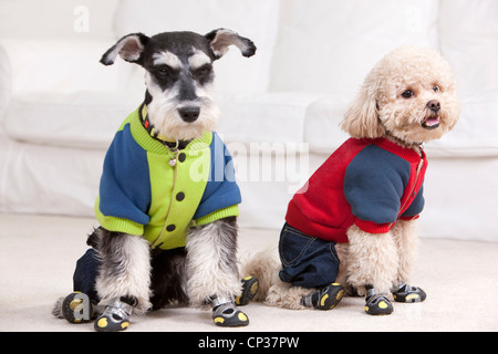 Close-up di cani Foto Stock