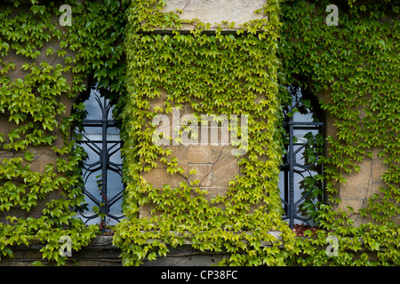 Parthenocissus tricuspidata. Giapponese / superriduttore Boston ivy crescente sulla parete del contrafforte del Christ Church College di Oxford, Oxfordshire, Inghilterra Foto Stock