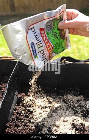 La misticanza semi essendo piantato nel giardino portatile piantatrice Foto Stock