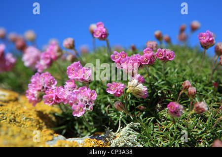 Rosa mare prosperare sulla linea costiera dell'Isola di Iona Foto Stock