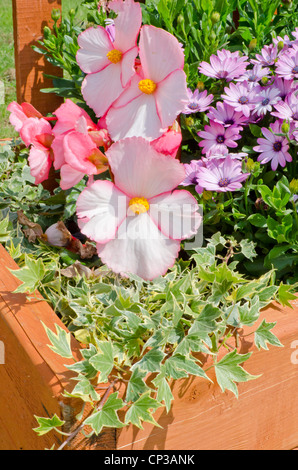 Piantatrice di legno contenente Begonia, Osteospermum e variegata di edera Foto Stock