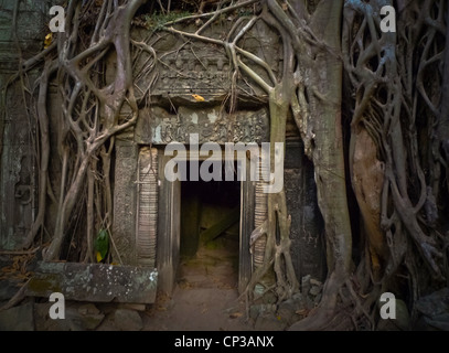 Ta Prohm, le radici del divino, la porta profonda.Ta Prohm è un tempio sul sito di Angkor in Cambogia, costruito nella baia)su Foto Stock