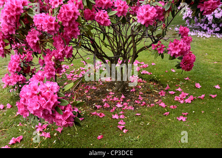 Rosa rododendro bush nei Giardini di Queenstown, Otago, Isola del Sud, Nuova Zelanda Foto Stock